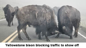 bison sparing