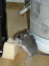 mouseinthemill10march2004026.jpg (363500 bytes)